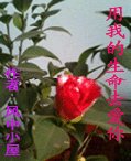 用我的生命去爱你